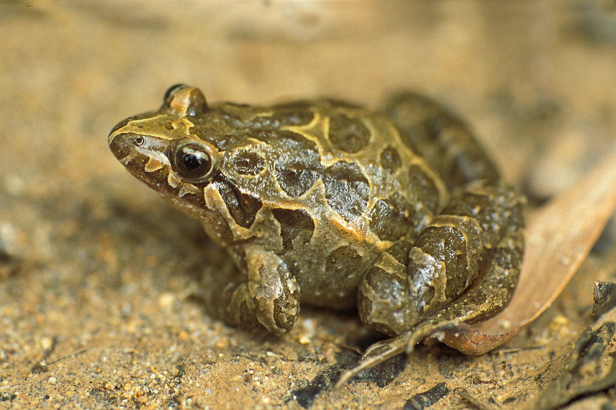 Discoglossus galganoi